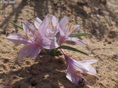 Colchicum ritchii