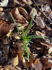 Carex sylvatica
