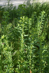 Euphorbia platyphyllos