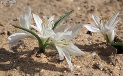 Colchicum ritchii