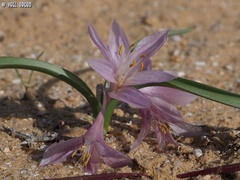 Colchicum ritchii