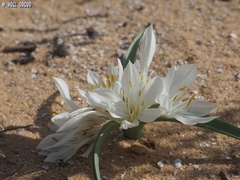 Colchicum ritchii
