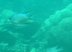 Amblyglyphidodon indicus