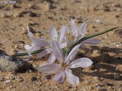 Colchicum ritchii
