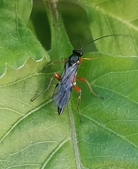 Pimpla turionellae