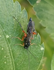 Pimpla turionellae
