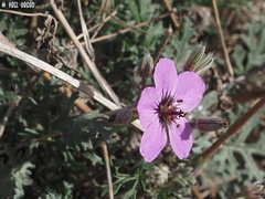 Erodium crassifolium