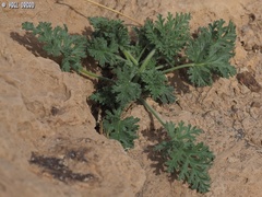 Erodium crassifolium