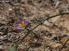 Fagonia glutinosa