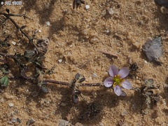 Fagonia glutinosa