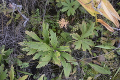 Petasites frigidus