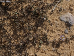 Fagonia glutinosa