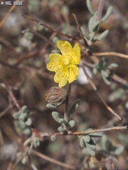 Helianthemum stipulatum