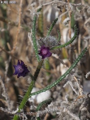 Anchusa negevensis