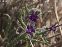 Anchusa negevensis