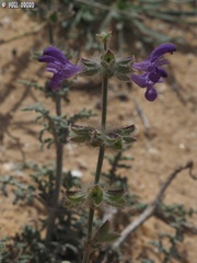 Salvia lanigera