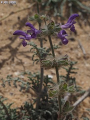 Salvia lanigera