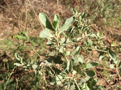 Cistus halimifolius