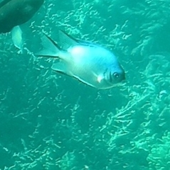 Amblyglyphidodon indicus