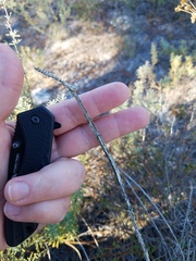 Pterocaulon pycnostachyum