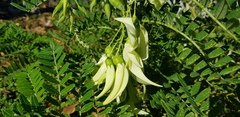 Clianthus puniceus