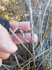 Pterocaulon pycnostachyum