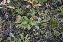 Petasites frigidus