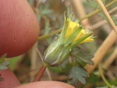 Taraxacum zealandicum