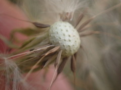 Taraxacum zealandicum