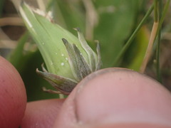 Taraxacum zealandicum