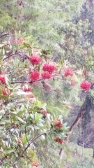 Heteromeles arbutifolia