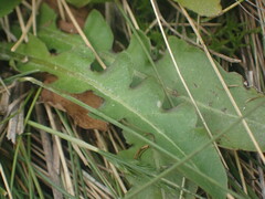 Taraxacum zealandicum