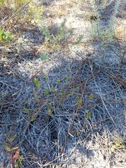 Polygonella polygama polygama