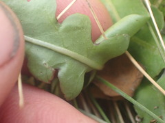 Taraxacum zealandicum