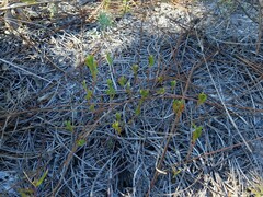 Polygonella polygama polygama