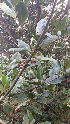 Pleiomeris canariensis, photograph 3