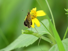 Astictopterus stellata