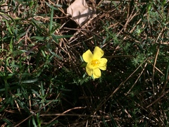 Cistus calycinus