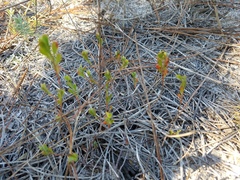 Polygonella polygama polygama