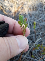 Polygonella polygama polygama