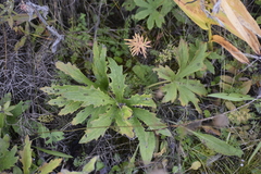 Petasites frigidus