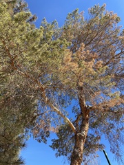 Pinaceae