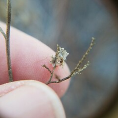 Polygonella polygama polygama