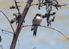 Hirundo dimidiata dimidiata