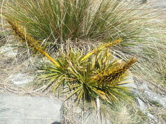 Aciphylla kirkii