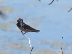 Hirundo rustica rustica
