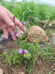 Verbena pulchella