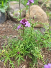 Verbena pulchella