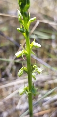 Platanthera cooperi
