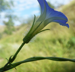 Ipomoea barbatisepala